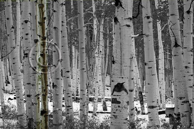 Colorado Fall 22